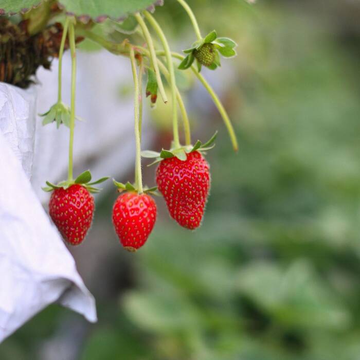 Truskawka Monterey pnąca wisząca powtarzająca - FRIGO 