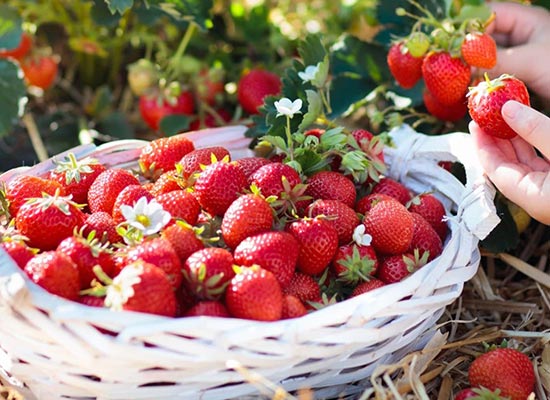 Jak zvýšit výnosy jahod? Bohaté plody jahod
