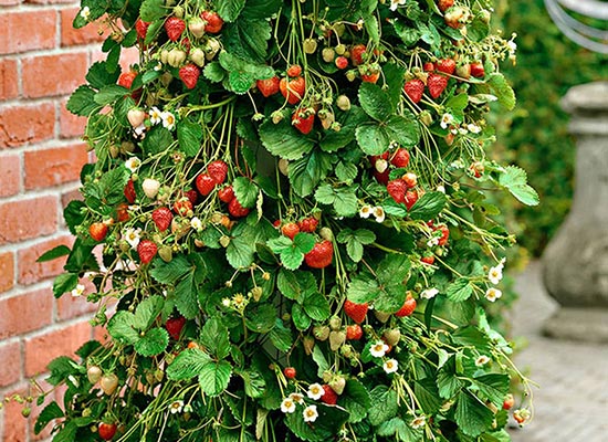 Jak pěstovat jahody v PVC trubkách?