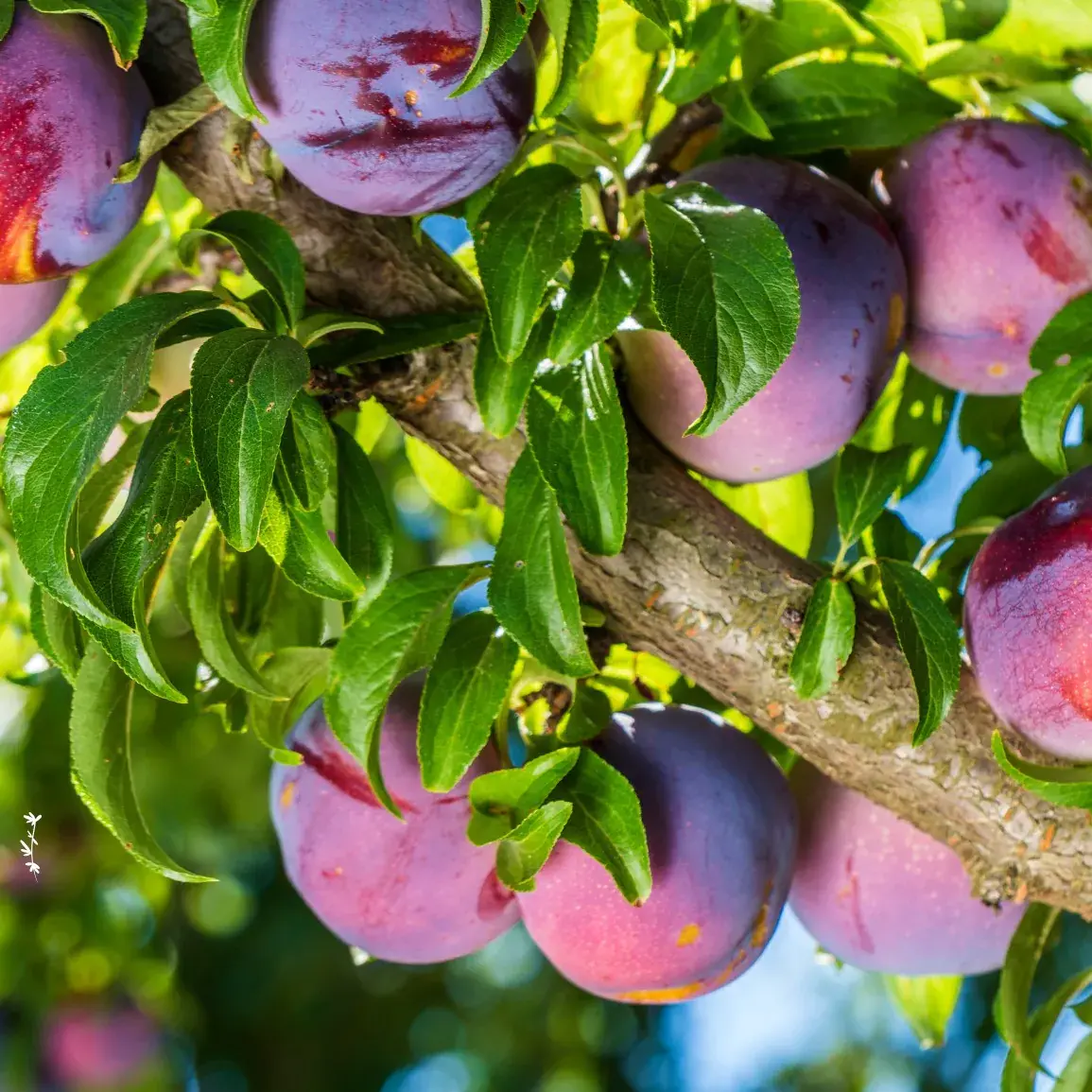 Jak sázet ovocné stromy ve formě sazenic s holým kořenem? Podrobný návod krok za krokem