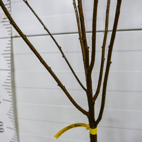 Višeň sloupovitá – sazenice s holým kořenem