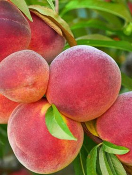 Broskvoň Harrow Diamond – sazenice s holým kořenem