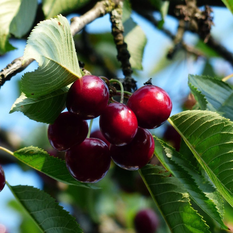 Višeň Groniasta – sazenice s holým kořenem