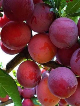 Švestkobroskvoň Kuban – sazenice s holými kořeny