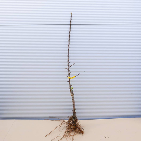 Jabloň Grafsztynek – sazenice s holým kořenem