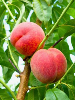 Broskvoň Favorita Morettini – sazenice s holým kořenem