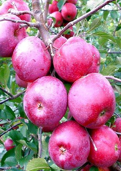 Jabloň Florina – sazenice s holým kořenem