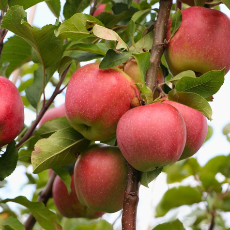 Gloster START PACK ® jabloň