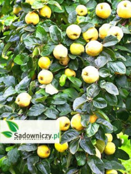 Kdouloň jablečná štěpovaná – sazenice s holým kořenem