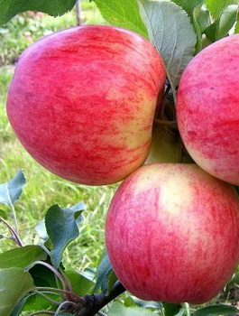 Jabloň Celesta – sazenice s holým kořenem