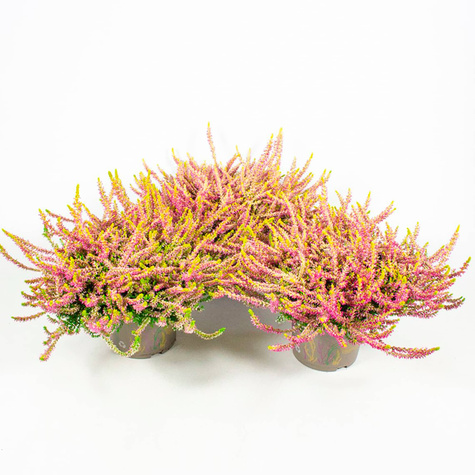 Vřes 'Skyline Golden Angie', ohnivý – sazenice