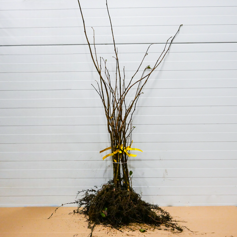 Líska Webba Cenny – sazenice s holým kořenem