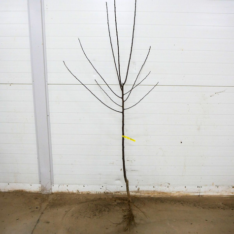 Švestka Jerozolimka Broskvová Renklóda – sazenice s holým kořenem