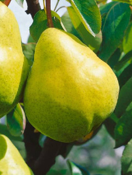 Hrušeň Blanka – sazenice s holým kořenem