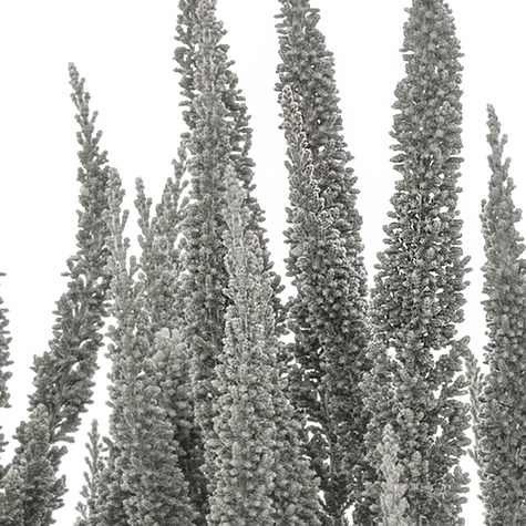 Stříbrný vřes 'Skyline Cologne' – sazenice