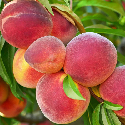 Harrow Diamond peach START PACK ®