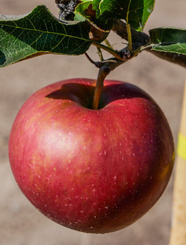 Jabloň Elise – sazenice s holým kořenem