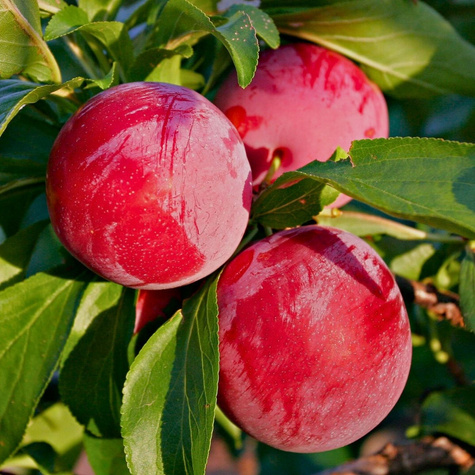 Švestka nektarinka Ozark Premier START PACK ®