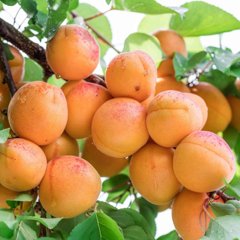 Meruňka Hargrand START PACK