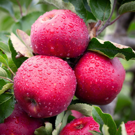 Jonaprince START PACK ® jabloně