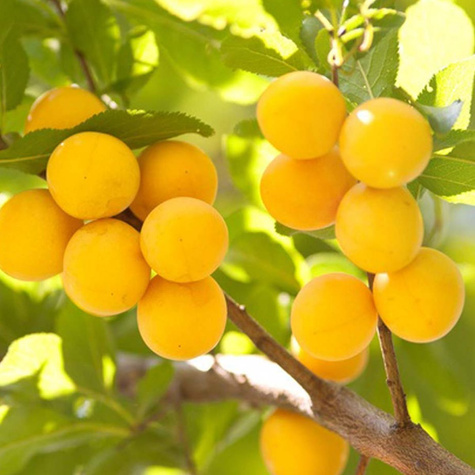 Śliwa kolumnowa Gold Dust START PACK