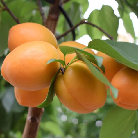 Meruňka sloupovitá Compacta – sazenice s holým kořenem