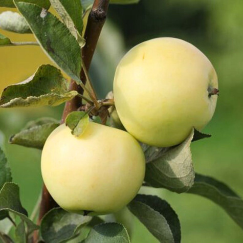 Jabloň Papierówka Staropolska START PACK