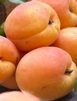 Meruňka Maďarská – sazenice s holým kořenem