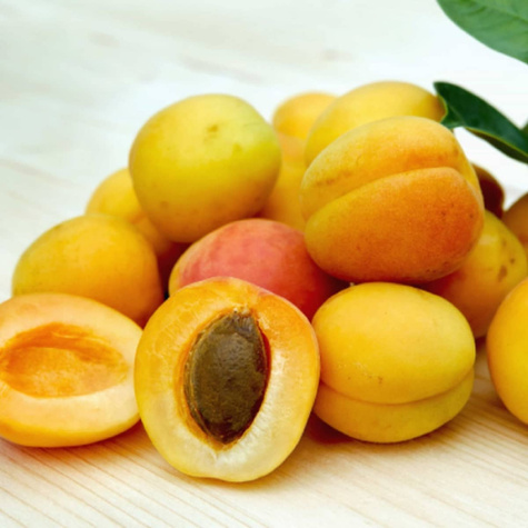 Raná meruňka z Mordenu START PACK