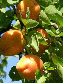 Meruňka Goldrich – sazenice s holým kořenem