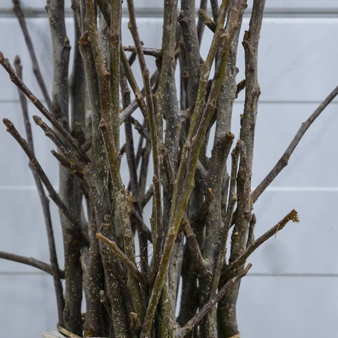 Jabloň Geneva Early – sazenice s holým kořenem