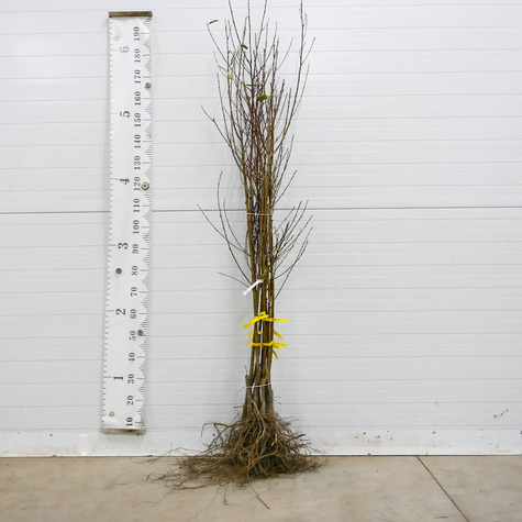 Nektarinka Flatryna – sazenice s holým kořenem