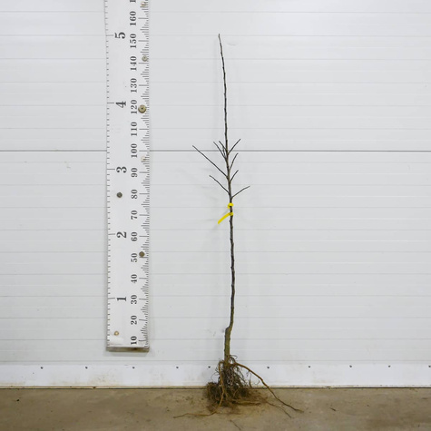 Jabloň Antonowka Cukrowa – sazenice s holým kořenem