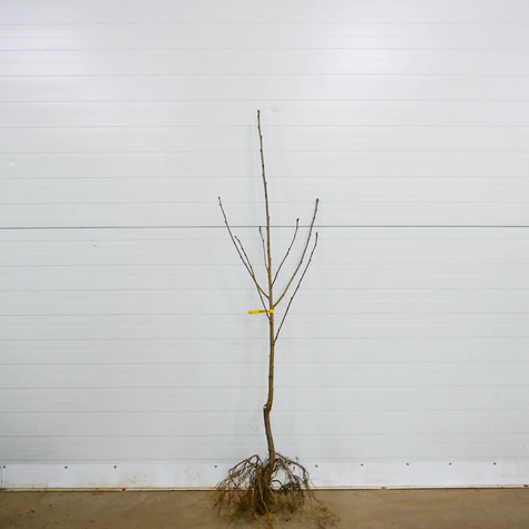 Třešeň Regina – sazenice s holým kořenem