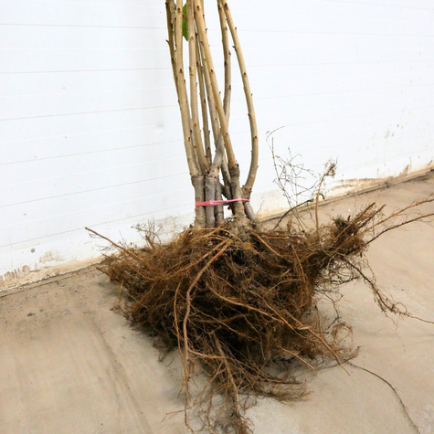 Třešeň Staccato – sazenice s holým kořenem