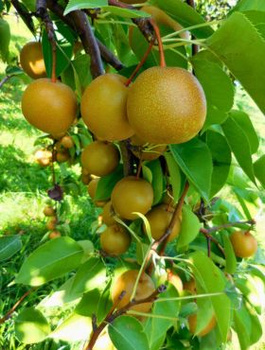 Hrušeň asijská Hosui – sazenice s holým kořenem