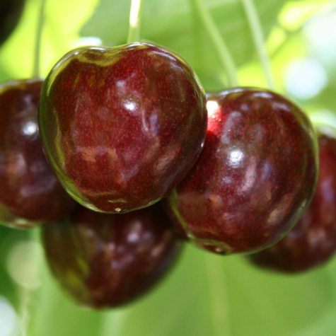 Šafránová třešeň LATE FRUIT START PACK