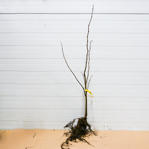 Líska Barcelonská – sazenice s holým kořenem