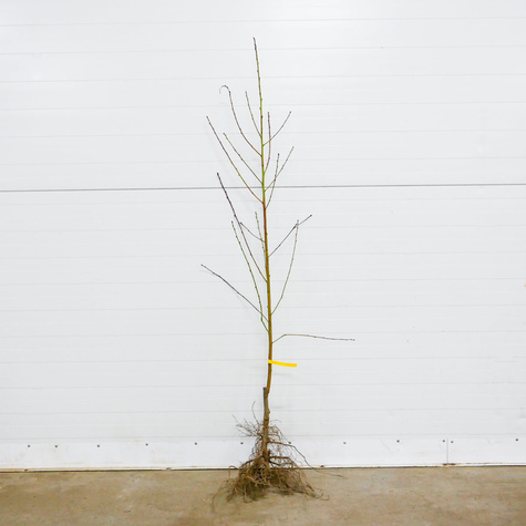 Broskvoň Redhaven – sazenice s holým kořenem