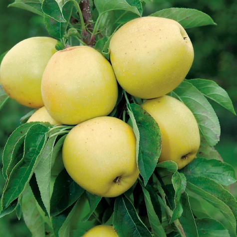 Sloupovitá jabloň Moon Light — sazenice s holým kořenem