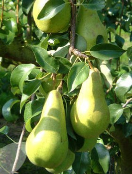 Hrušeň Concorde – sazenice s holým kořenem