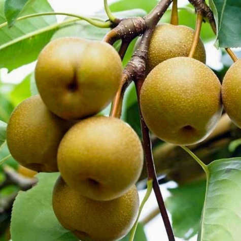 Asijská hruška Early Shu START PACK