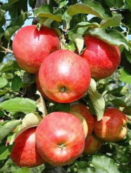 Jabloň Jonagored – sazenice s holým kořenem