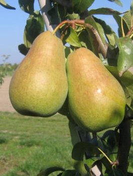 Hrušeň Amfora – sazenice s holým kořenem