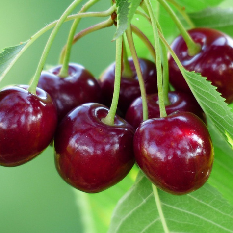 Višeň Pandy 103 – sazenice s holým kořenem