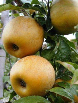 Jabloň Zlatá Reneta – sazenice s holým kořenem