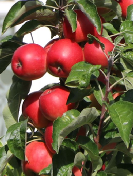 Jabloň sloupovitá Waltz – sazenice s holým kořenem