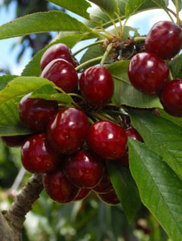 Třešeň Sylvia – sazenice s holým kořenem