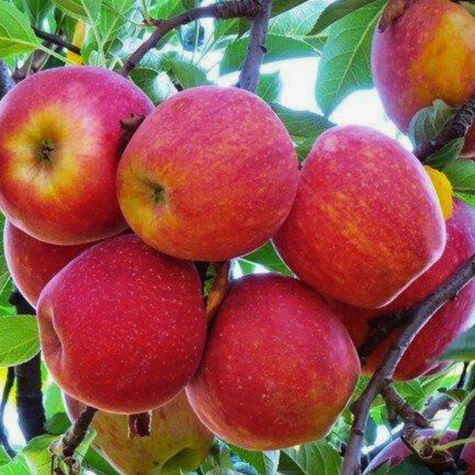 Jabloň Gala – sazenice s holým kořenem