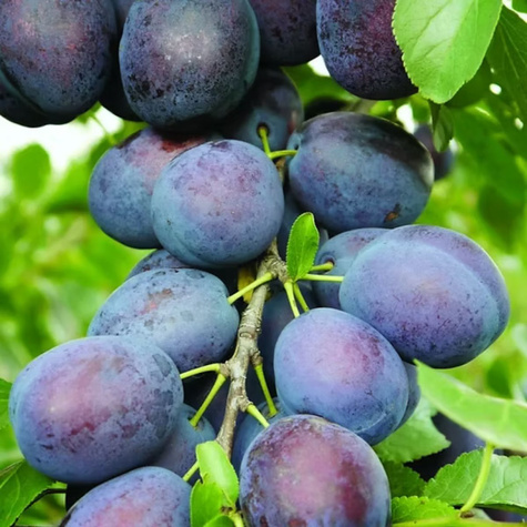 Švestkový typ Teemano START PACK